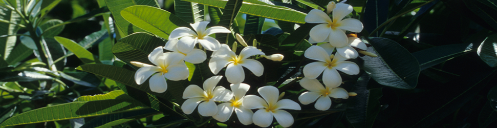 Fleurs blanches Afrique du sud
